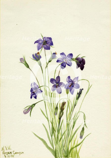 Bellflower (Campanula), 1935. Creator: Mary Vaux Walcott.