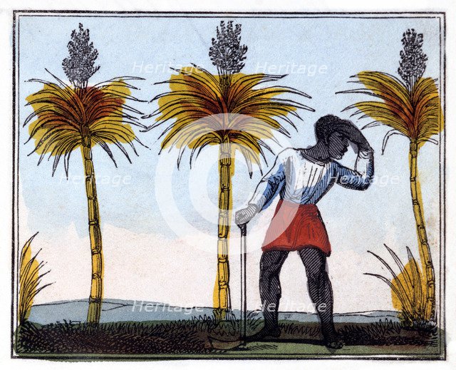 'Cutting Sugar Cane', 1826. Artist: Amelia Alderson Opie