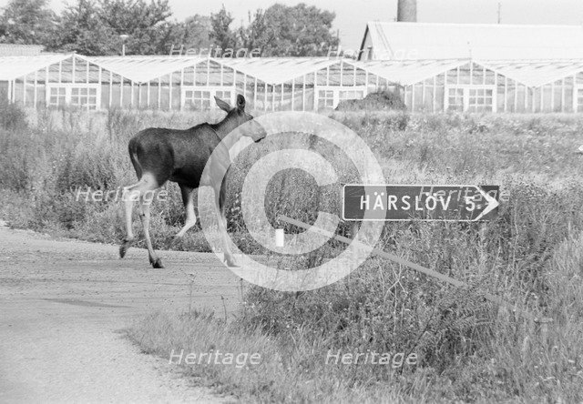 An elk seeming to follow a road sign. Glumslöv, Sweden, 1981. Artist: Unknown