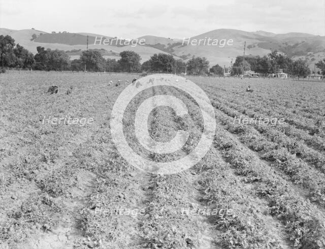 Near Tracy, California - Gang of Filipinos in pea field, 1938. Creator: Dorothea Lange.