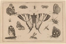 Swallow-tailed Butterfly and Twelve Other Insects. Creator: Wenceslaus Hollar.