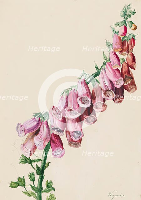 Foxglove, 1830/1840. Creator: Sebastian Wegmayr.