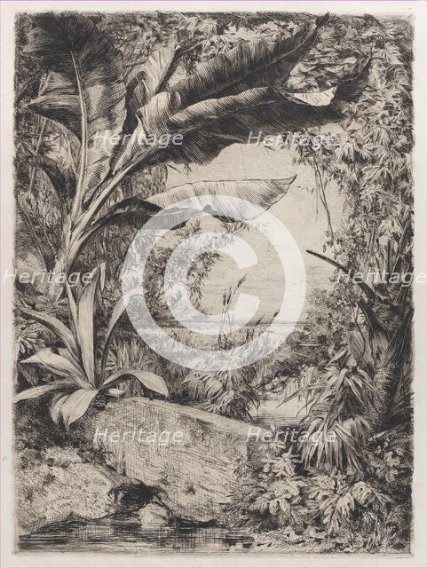 Tropical Plants, 1863. Creator: Jules-Ferdinand Jacquemart.
