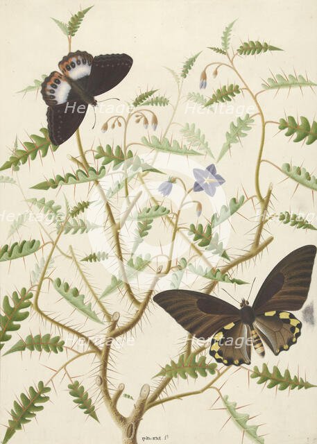 Two Exotic Butterflies on a Blooming Bush, 1774-1842. Creator: Hermanus de Wit.