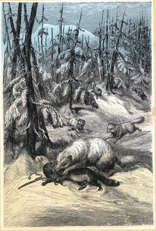 Arctic Fox attacking trapped Sable, 1874. Artist: Unknown