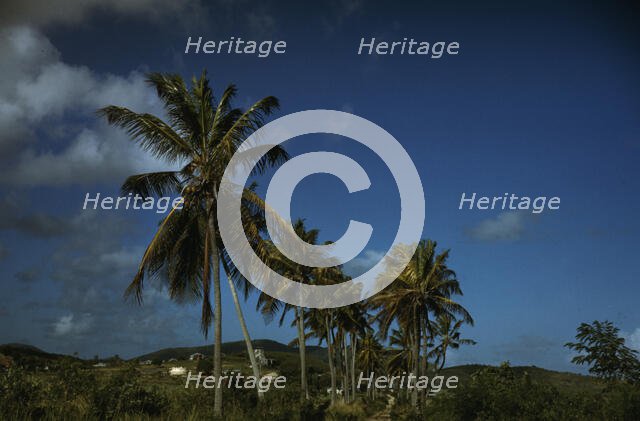 A farm road near one of the "villages" on the northern coast, Saint Croix island, V.I. 1941. Creator: Jack Delano.