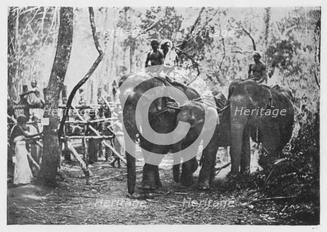 'Elephant Kraaling in Ceylon - Free No Longer', c1890, (1910). Artist: Alfred William Amandus Plate.