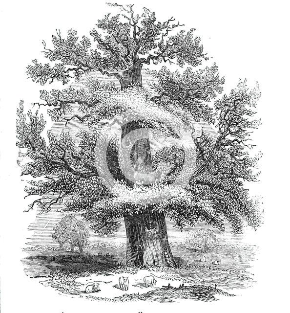 The Sydney Oak, at Penshurst, 1844. Creator: Unknown.