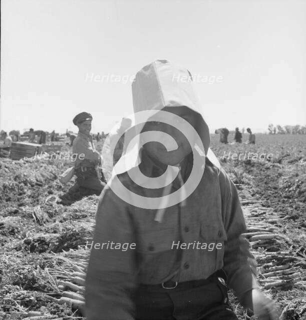 Possibly: Texas woman in carrot pullers' camp, Imperial Valley, California, 1939. Creator: Dorothea Lange.