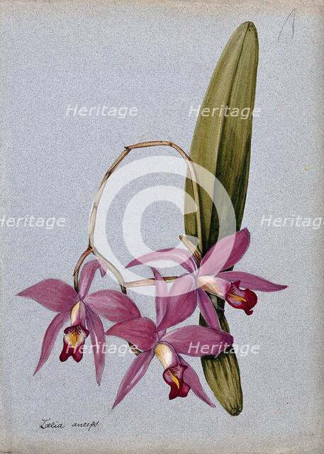 An orchid (Laelia anceps): flowering stem and leaves. Creator: Unknown.