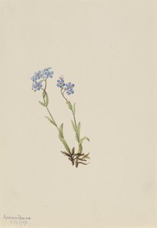 Forget-Me-Not (Myosotis alpestris), 1907. Creator: Mary Vaux Walcott.