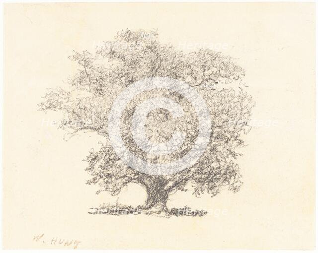 A Tree in Full-Leaf. Creator: William Henry Hunt.