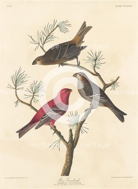 Pine Grosbeak, 1837. Creator: Robert Havell.