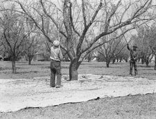 Harvesting on almond ranch, local day labor, near Walnut Creek, Contra Costa County, CA, 1939. Creator: Dorothea Lange.