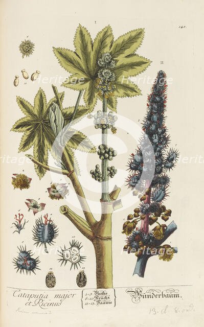 Herbarium Blackwellianum emendatum et auctum, 1754-1773. Creator: Blackwell, Elizabeth Blachrie (1707-1758).