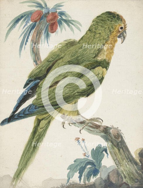 Yellow-fronted parakeet (Bolborhyuchus aurifrons), 1650-1719. Creator: Jan Weenix.