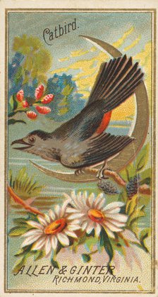 Catbird, from the Birds of America series (N4) for Allen & Ginter Cigarettes Brands, 1888. Creator: Allen & Ginter.