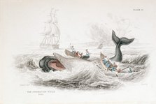 Harpooning a Sperm Whale, 1837. Artist: William Jardine