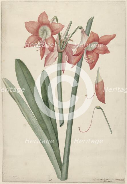 Amaryllis Haworthia Margaritiferas, 1737. Creator: Vincent Laurentsz. van der Vinne II.