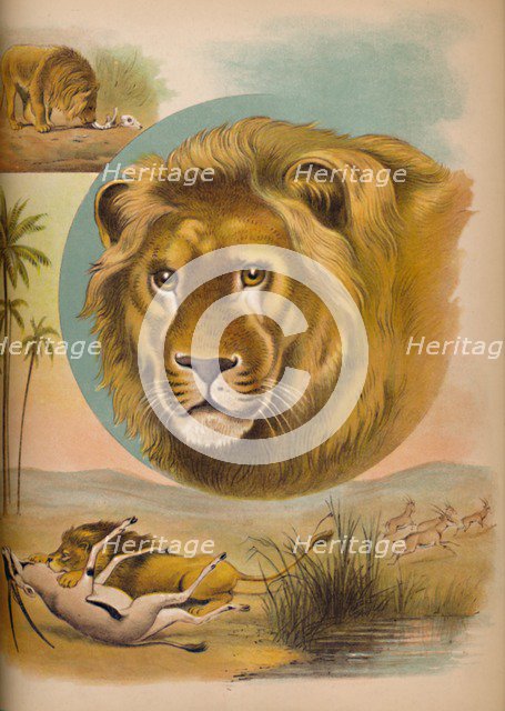 'The Lion', c1900. Artist: Helena J. Maguire.