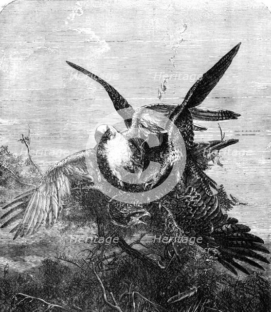 "Gerfalcons Striking a Kite" - painted by J. Wolf - from the Exhibition of the Royal Academy, 1856.  Creator: Harvey Orrin Smith.