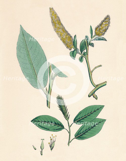 'Salix pentandra. Bay-leaved Willow', 19th Century. Artist: Unknown.
