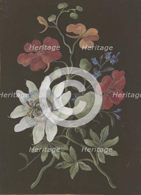 Arrangement of passionflower (Passiflora), red nasturtium (Tropaeplum), and forget-me-not... Creator: Barbara Regina Dietzsch circle.