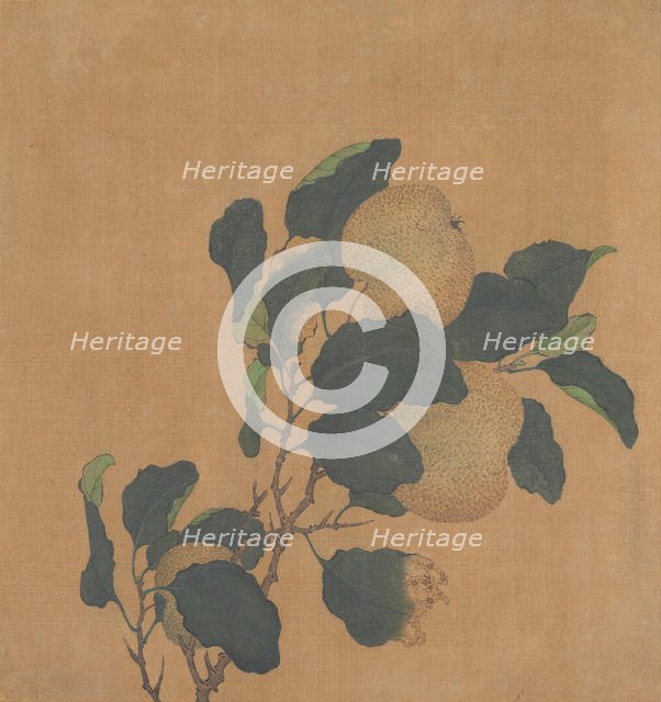 Branch of Tree with Fruit. Creator: Unknown.