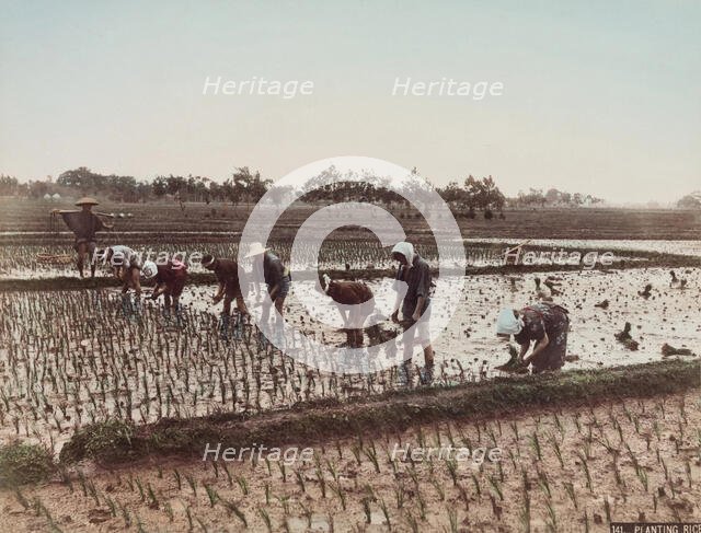Planting Rice, c.between 1885 and 1900. Creator: Unknown.