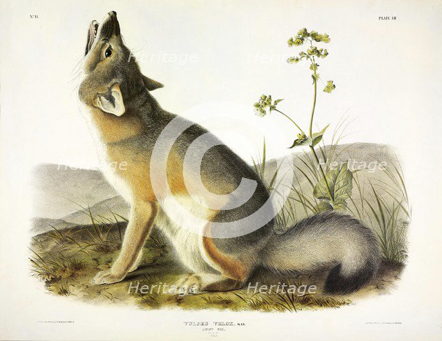 Swift Fox, Vulpes Velox, 1845.