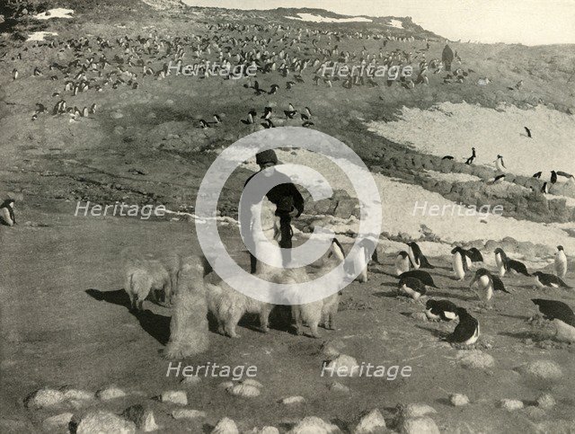 'Joyce and the Dogs in the Penguin Rookery', c1908, (1909).  Artist: Unknown.