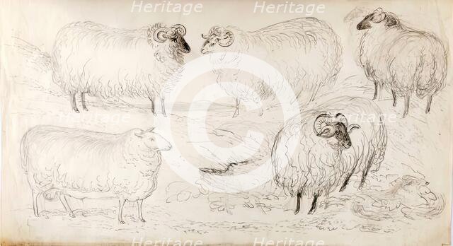 A Flock of Five Sheep, 1825-1839. Creator: James Howe.