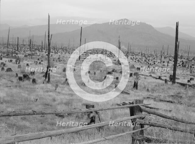 Possibly: Stumps and sags on uncleared land, Priest River country, Bonner County, Idaho, 1939. Creator: Dorothea Lange.