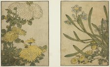 Chrysanthemum and Narcissus, from the illustrated book "Picture Book: Flowers of the..., 1801. Creator: Kitagawa Utamaro.