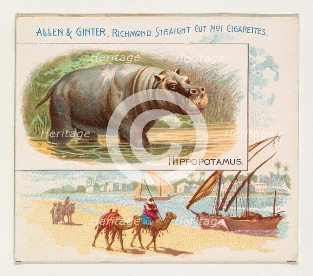 Hippopotamus, from Quadrupeds series (N41) for Allen & Ginter Cigarettes, 1890. Creator: Allen & Ginter.