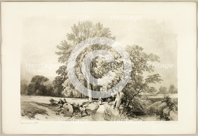 Abele and Oak, from The Park and the Forest, 1841. Creator: James Duffield Harding.
