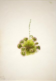 Roundleaf Sundew (Drosera rotundifolia), 1933. Creator: Mary Vaux Walcott.