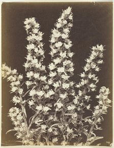 Untitled [flowering plant], c. 1870.  Creator: Constant Alexandre Famin.