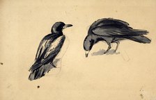 Study of two rooks for 'Christmas Eve 1887', c1887-88. Creator: John Everett Millais.