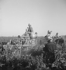 Carrot digger, Imperial Valley, near Meloland, California, 1939. Creator: Dorothea Lange.