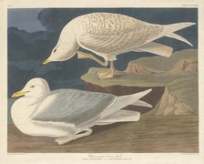 White-winged Silvery Gull, 1835. Creator: Robert Havell.