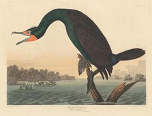 Florida Cormorant, 1835. Creator: Robert Havell.