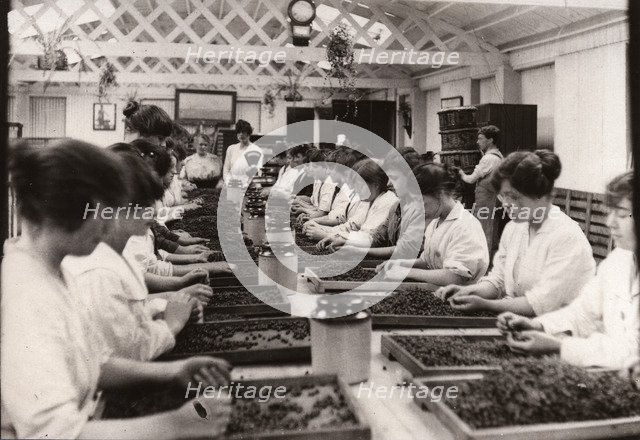 Sorting blackcurrants, Rowntree factory, York, Yorkshire, 1920. Artist: Unknown