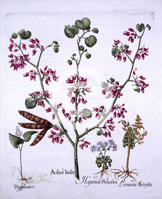 Judas Tree, May Lily, Moonwort, Liverwort, from 'Hortus Eystettensis', by Basil Besler (1561-1629), 