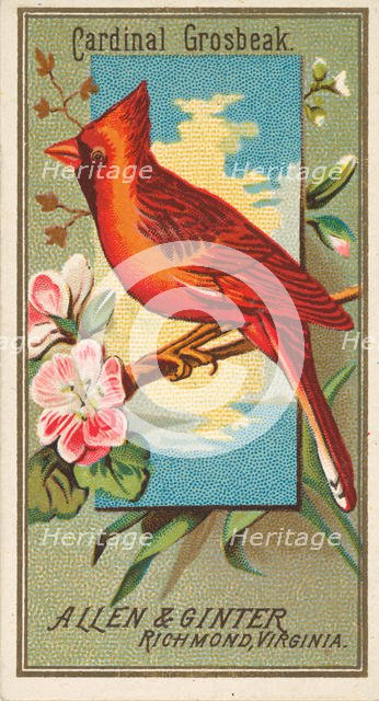 Cardinal Grosbeak, from the Birds of America series (N4) for Allen & Ginter Cigarettes Bra..., 1888. Creator: Allen & Ginter.