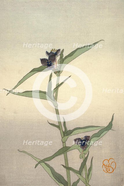 Spiderwort, about 1908. Creator: Wilhelmina Seegmiller.