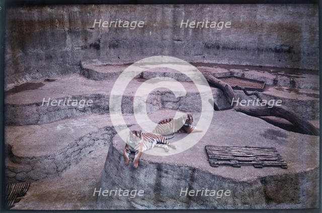 Whipsnade Zoo, Whipsnade, Central Bedfordshire, 1930-1939. Creator: Eric Maybank.