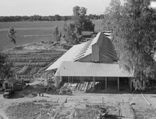 New barn under construction, Mineral King Farm Cooperative Association, Tulare County, CA, 1939. Creator: Dorothea Lange.