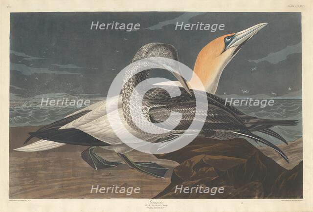 Gannet, 1836. Creator: Robert Havell.