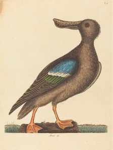 The Blue Winged Shoveler (Anas clypeata foemina), published 1754. Creator: Mark Catesby.